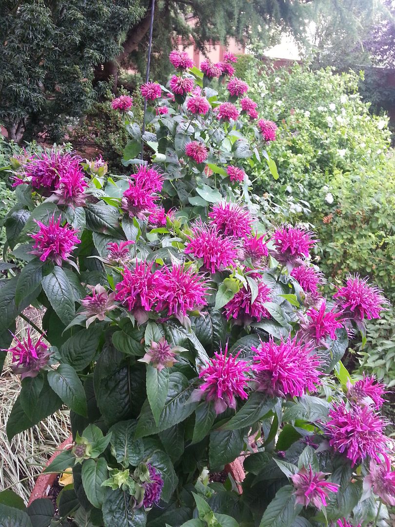  photo 20140718_172541_zpsyhwkfxwz.jpg